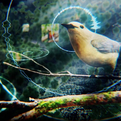 fågel i regnskogsmiljö och visuella symboler av ljudupptagning